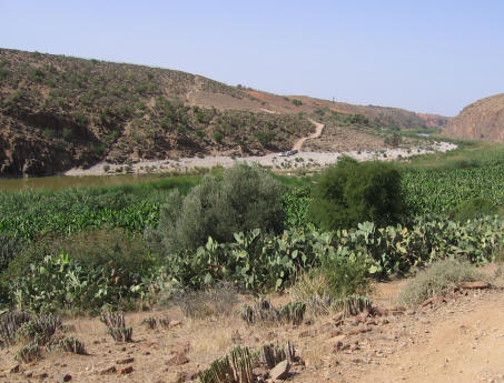 Anti Atlas vegetation
