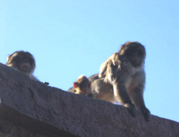 Gibraltar Macques