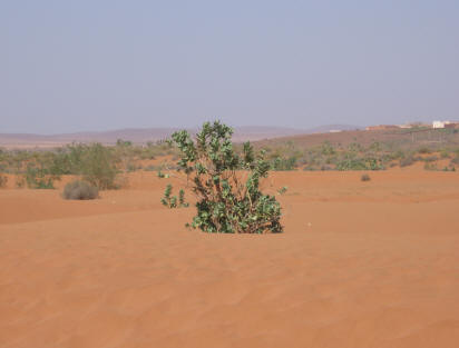 Sahara Desert