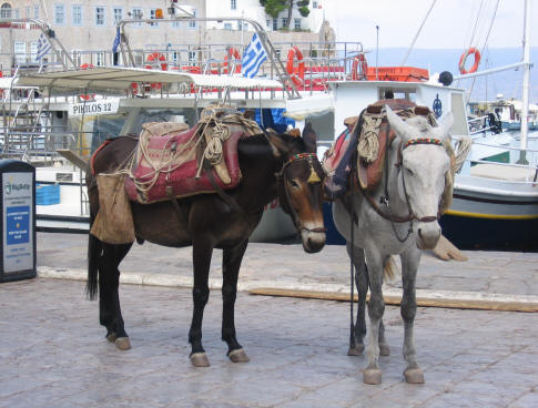 Hydra donkeys