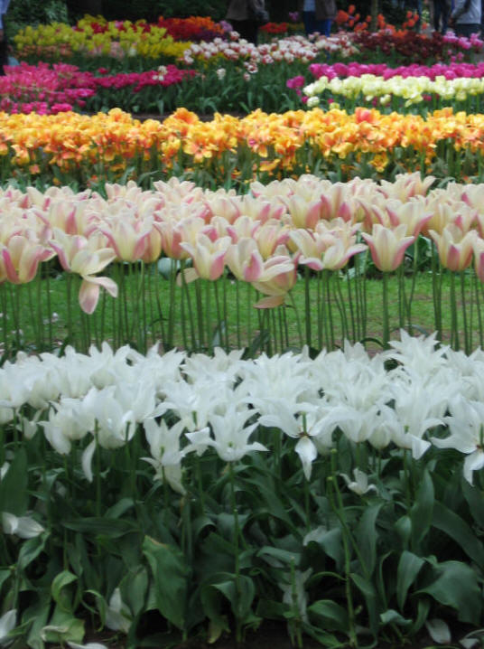 Keukenhof Gardens