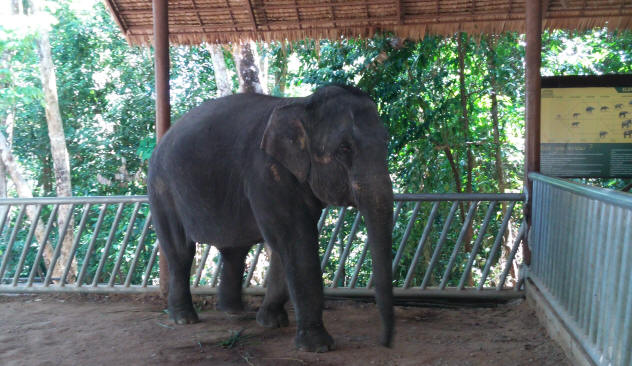 8 year old elephant
