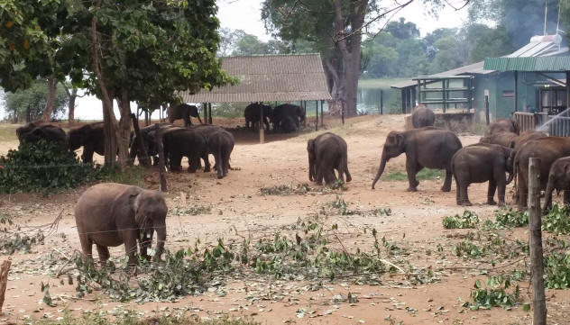 Elephant Orphans Sri Lanka