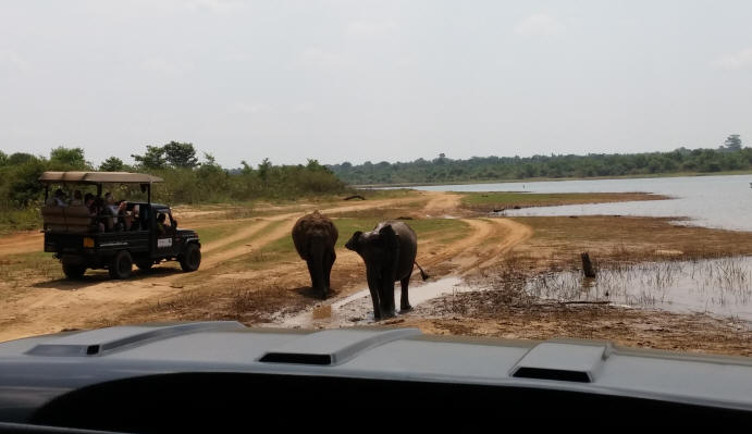 Elephants Udawalawe Park