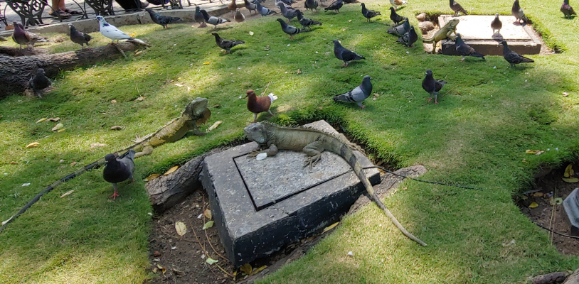 Iguana Park Guayaquil