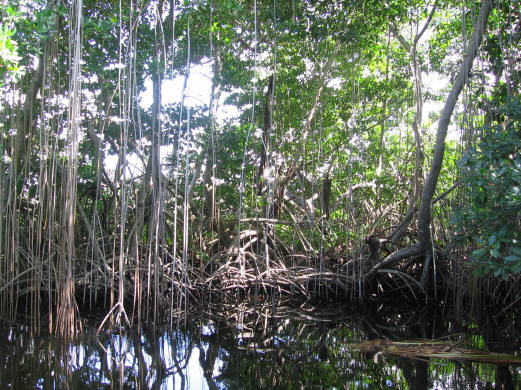 Mangrove Swamp Jamaica