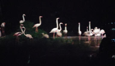 Night Safari