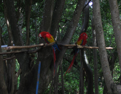Parrots