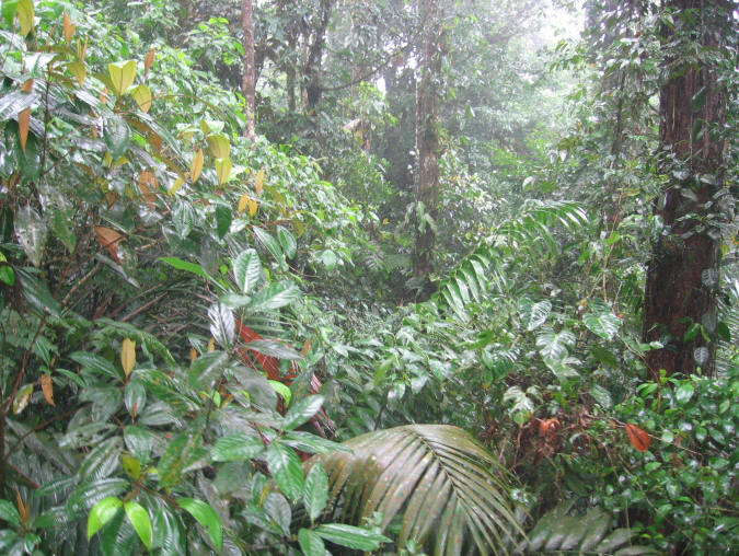 Rainforest floor