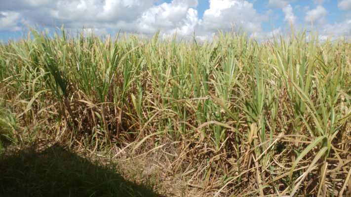 Sugar Plantation Dominican Republic