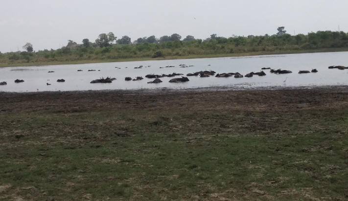 Water Buffalo Udawalawe Park
