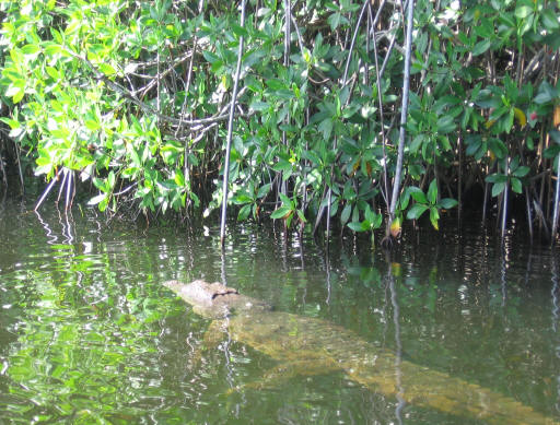 Crocodile Jamaica