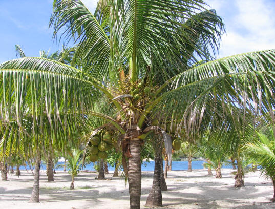 Maya Key Island