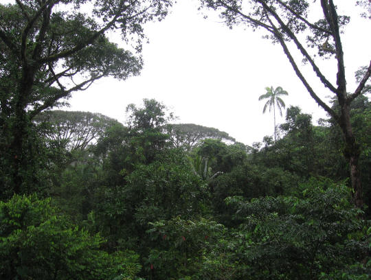 Rainforest Canopy
