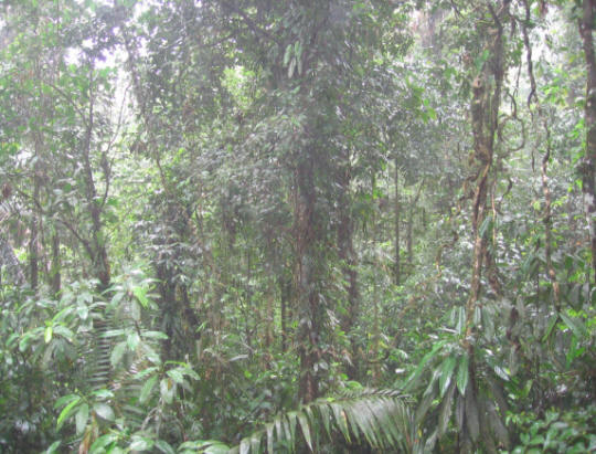 Rainforest Middle