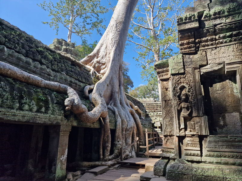 Ta Promh Temple
